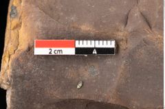 Foto (Detailsansicht) von Quercus palaeoilex Ettingshausen (NHMW-GEO-2024-0188-0875)